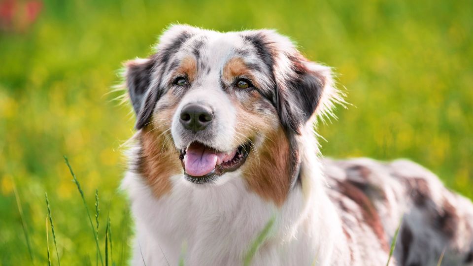 Australian Shepherd